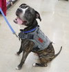 Bruce - Photo 2
