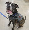 Bruce - Photo 3