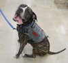 Bruce - Photo 4