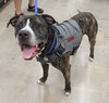 Bruce - Photo 5