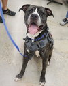 Bruce - Photo 6