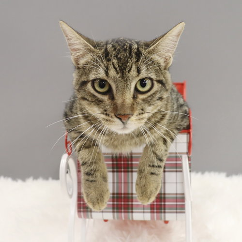 VINO - Domestic Short Hair available for adoption