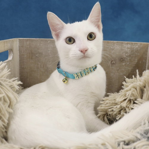 MINNIE MOUSE - Domestic Short Hair available for adoption