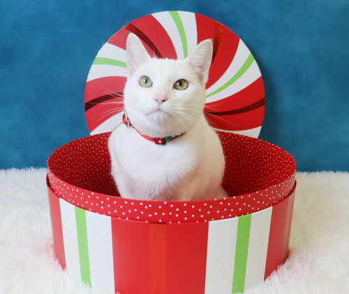 MINNIE MOUSE - Domestic Short Hair available for adoption