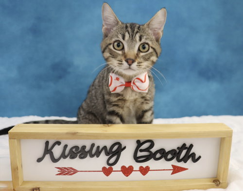 DASH - Domestic Short Hair available for adoption