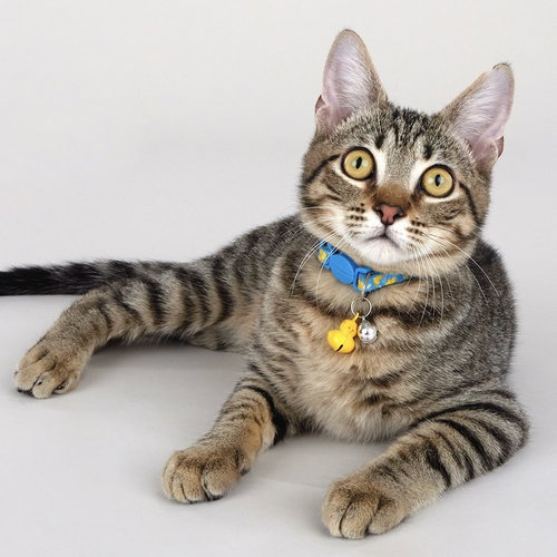Dash, an adoptable Domestic Short Hair in League City, TX