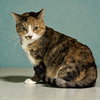 Cammie - Photo 3