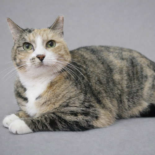 CAMMIE - Domestic Short Hair available for adoption