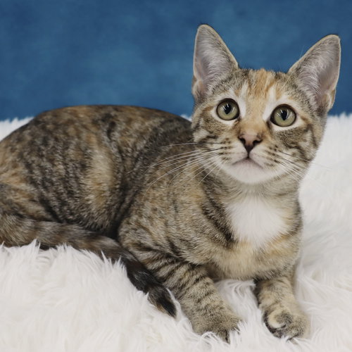 LOUISE - Domestic Short Hair available for adoption