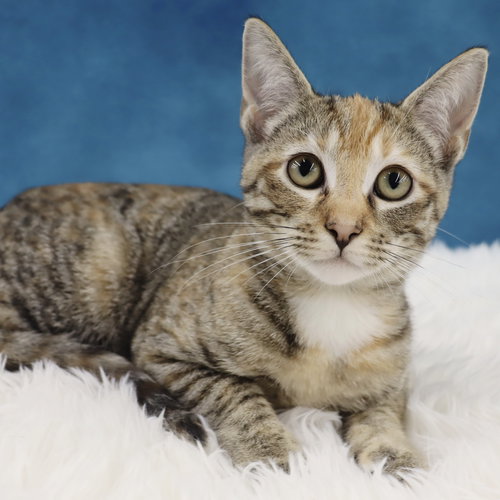 LOUISE - Domestic Short Hair available for adoption