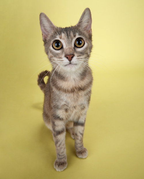 Sunshine, an adoptable Domestic Short Hair in League City, TX