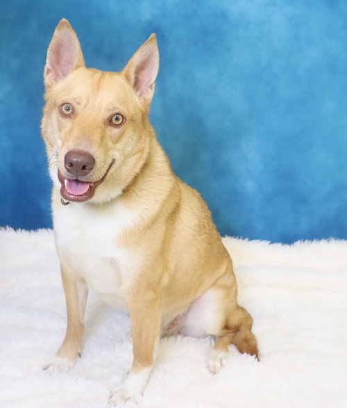 Foxy, an adoptable Husky in League City, TX