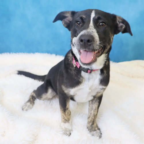Crosby, an adoptable Cattle Dog in League City, TX