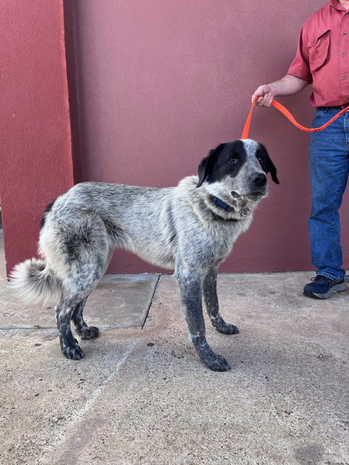 Maggie - Coming Soon, an adoptable Great Pyrenees in League City, TX