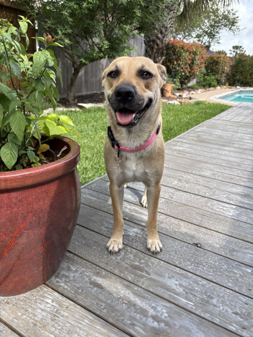 Sandy - Coming Soon, an adoptable Black Mouth Cur in League City, TX