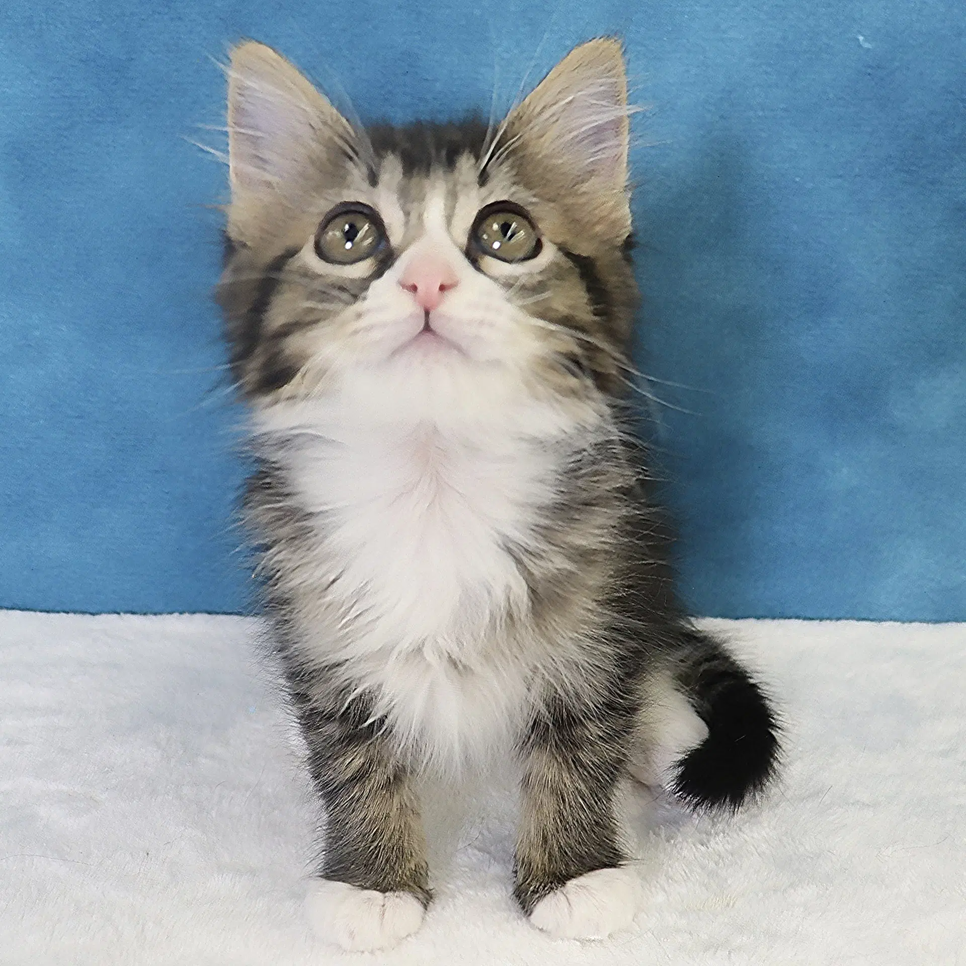 Scout - Domestic Medium Hair