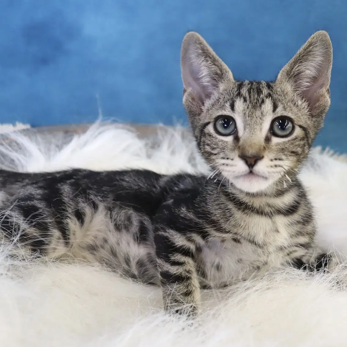 Finn - Domestic Short Hair