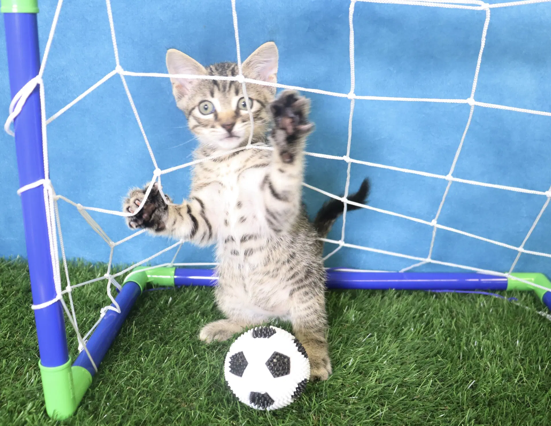 Tom Foolery - Domestic Short Hair