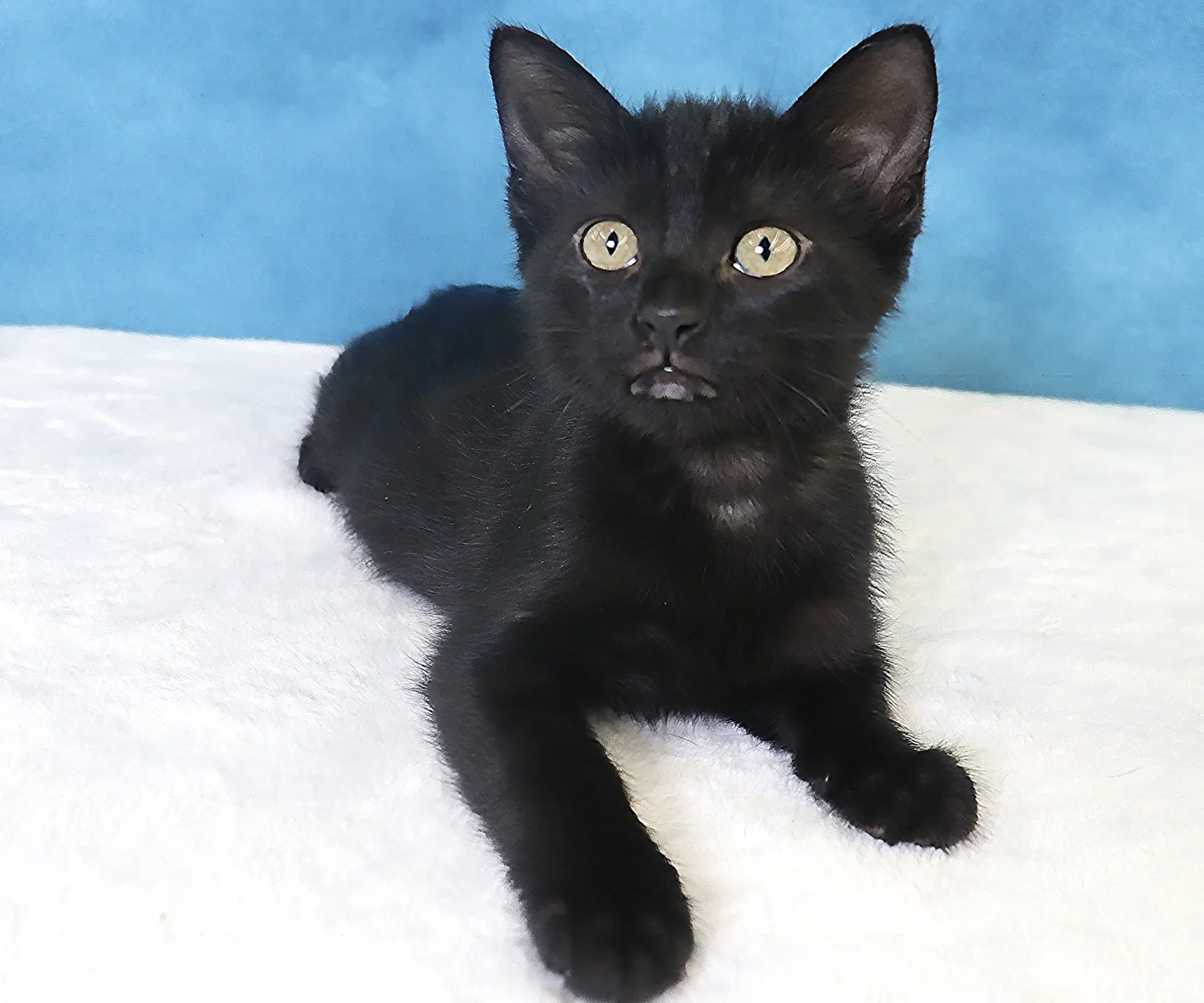 Harper - Domestic Short Hair