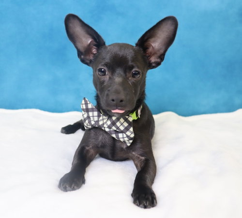 Radar, an adoptable Chihuahua in League City, TX