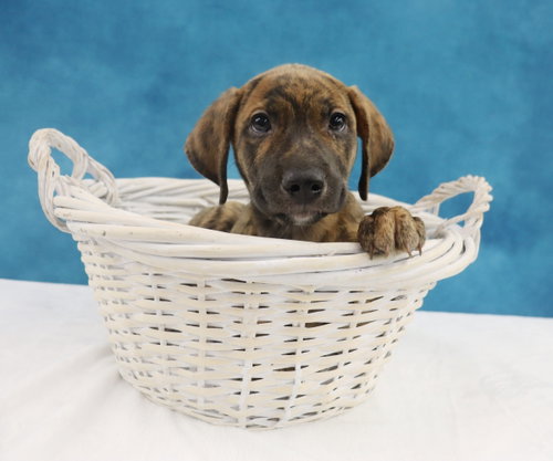 Gypsy, an adoptable Australian Cattle Dog in League City, TX