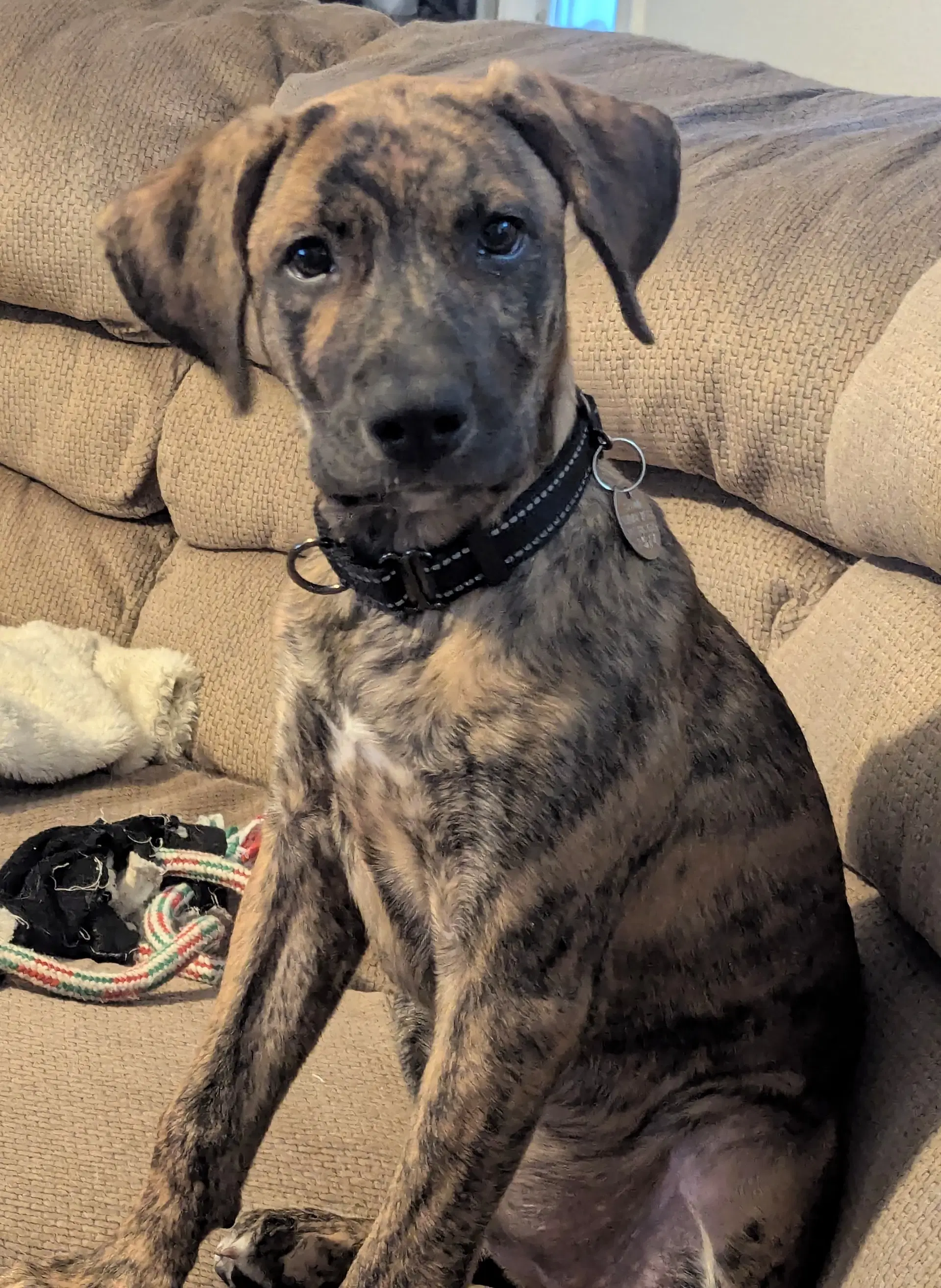 Gypsy - Australian Cattle Dog/Blue Heeler