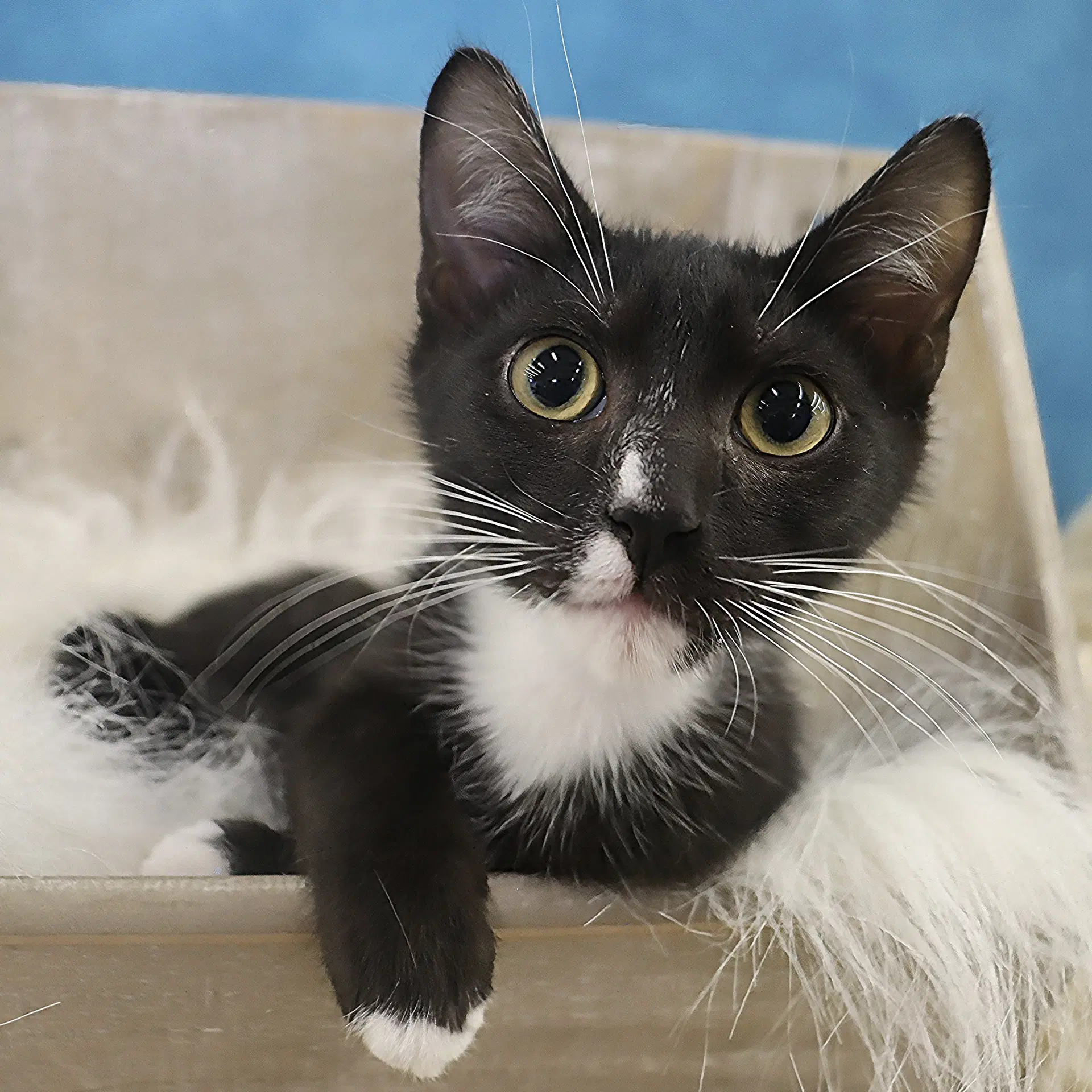 Felix - Domestic Short Hair