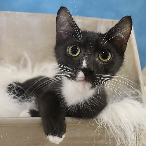 FELIX - Domestic Short Hair available for adoption