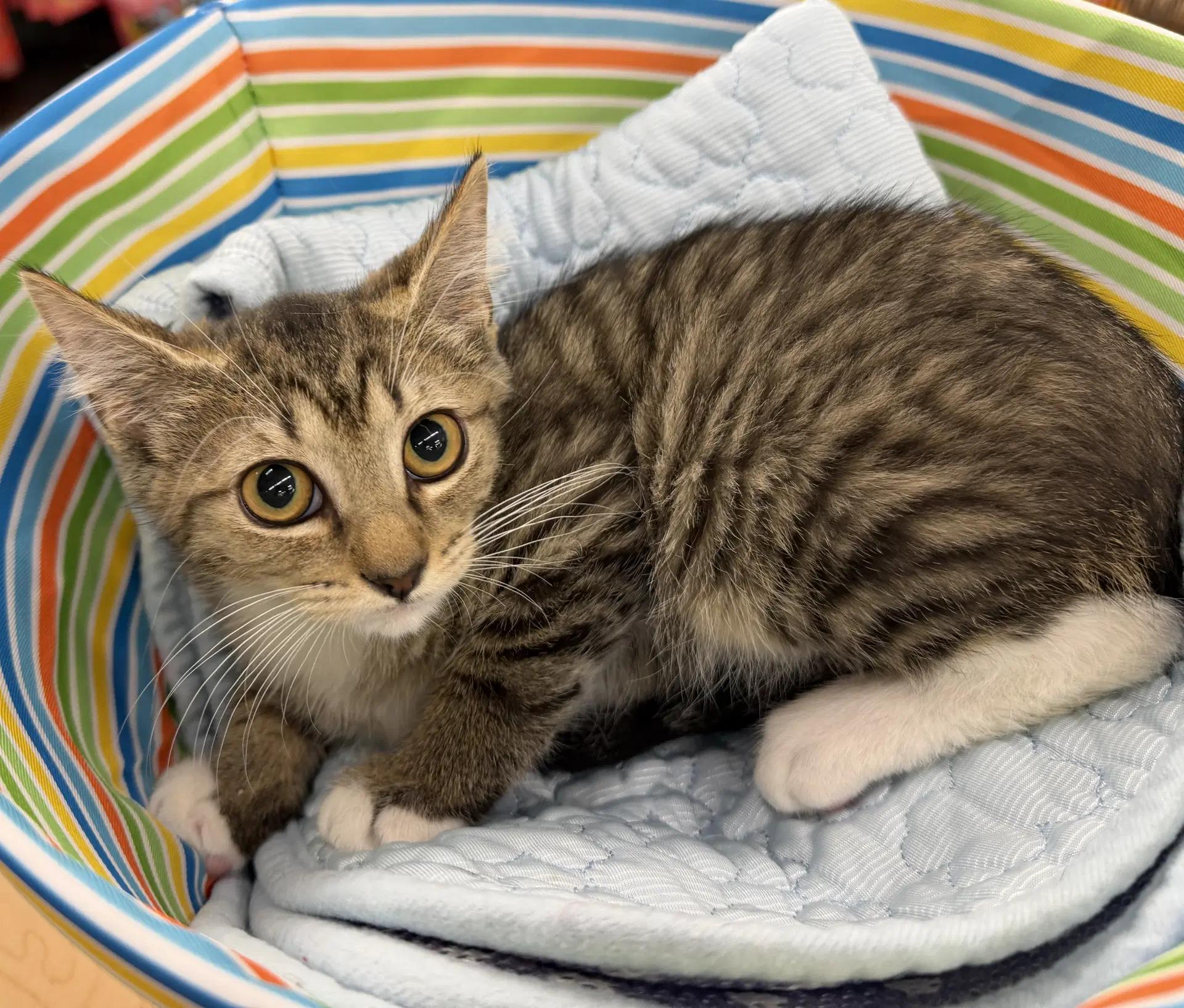 Toast - Domestic Short Hair
