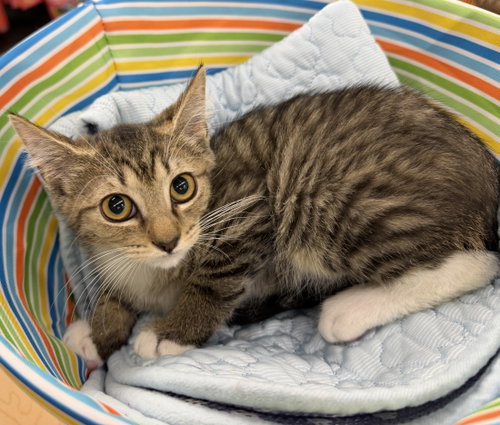 Toast, a cat for adoption from Second Chance Pets