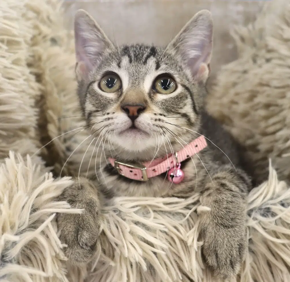 Eureka - Domestic Short Hair