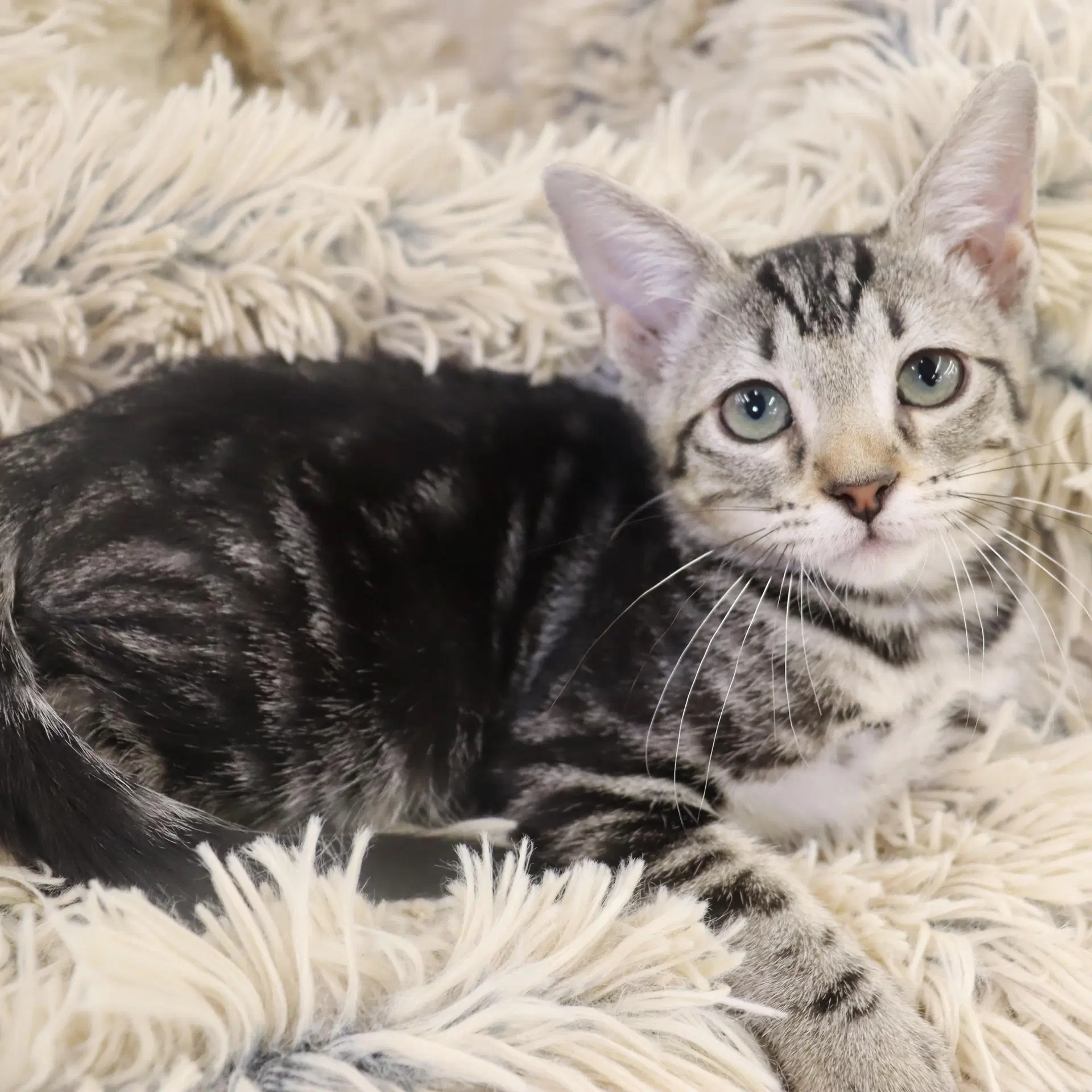 Lux - Domestic Short Hair