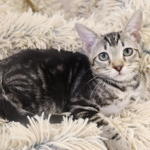 Lux, a cat for adoption from Second Chance Pets