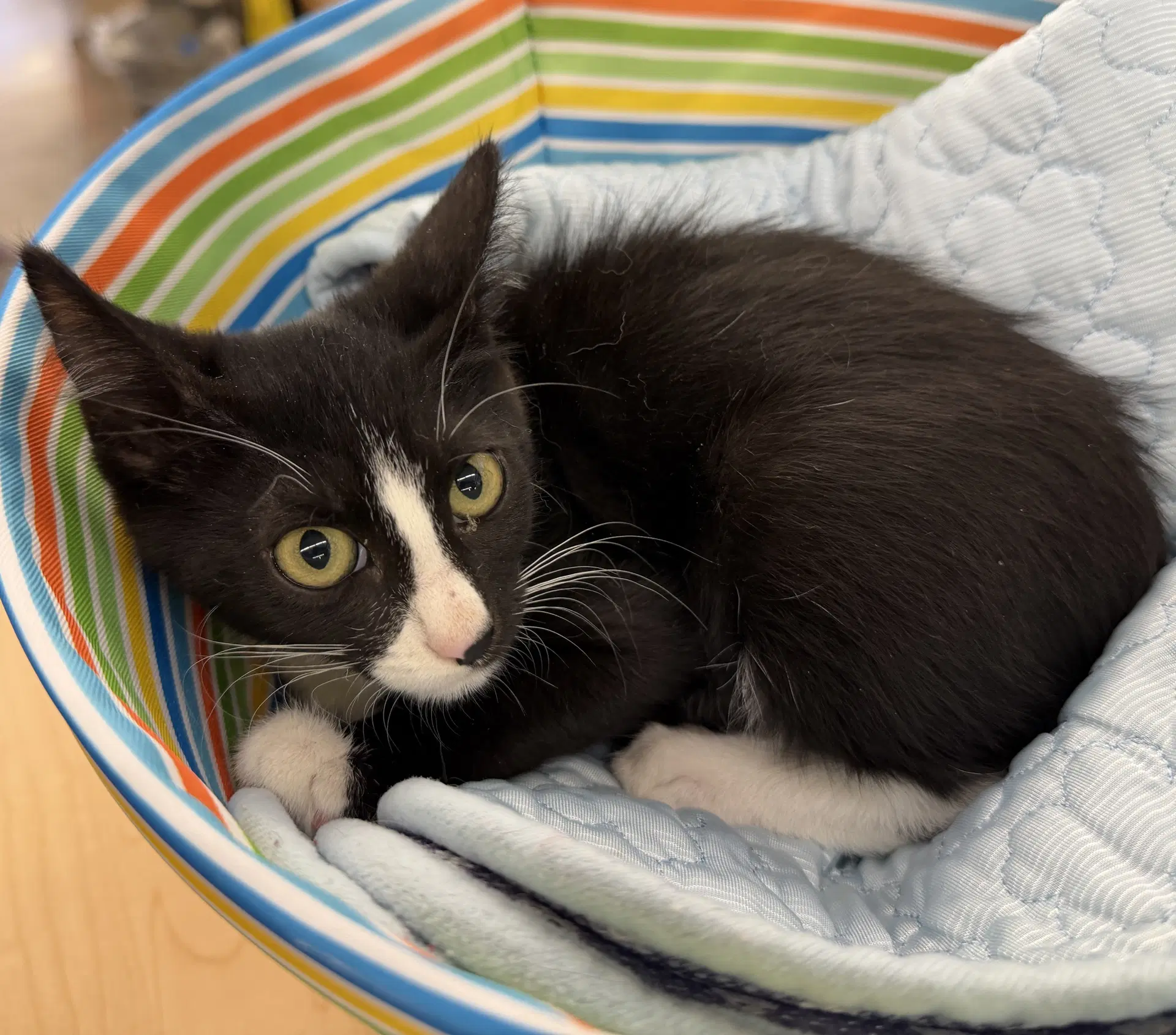 Brody - Domestic Short Hair