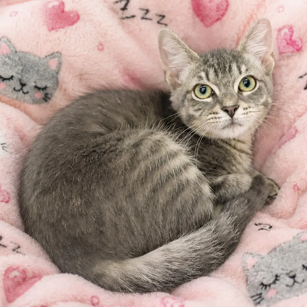 Precious - Domestic Short Hair