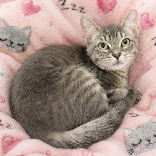 Precious, an adoptable Domestic Short Hair in League City, TX