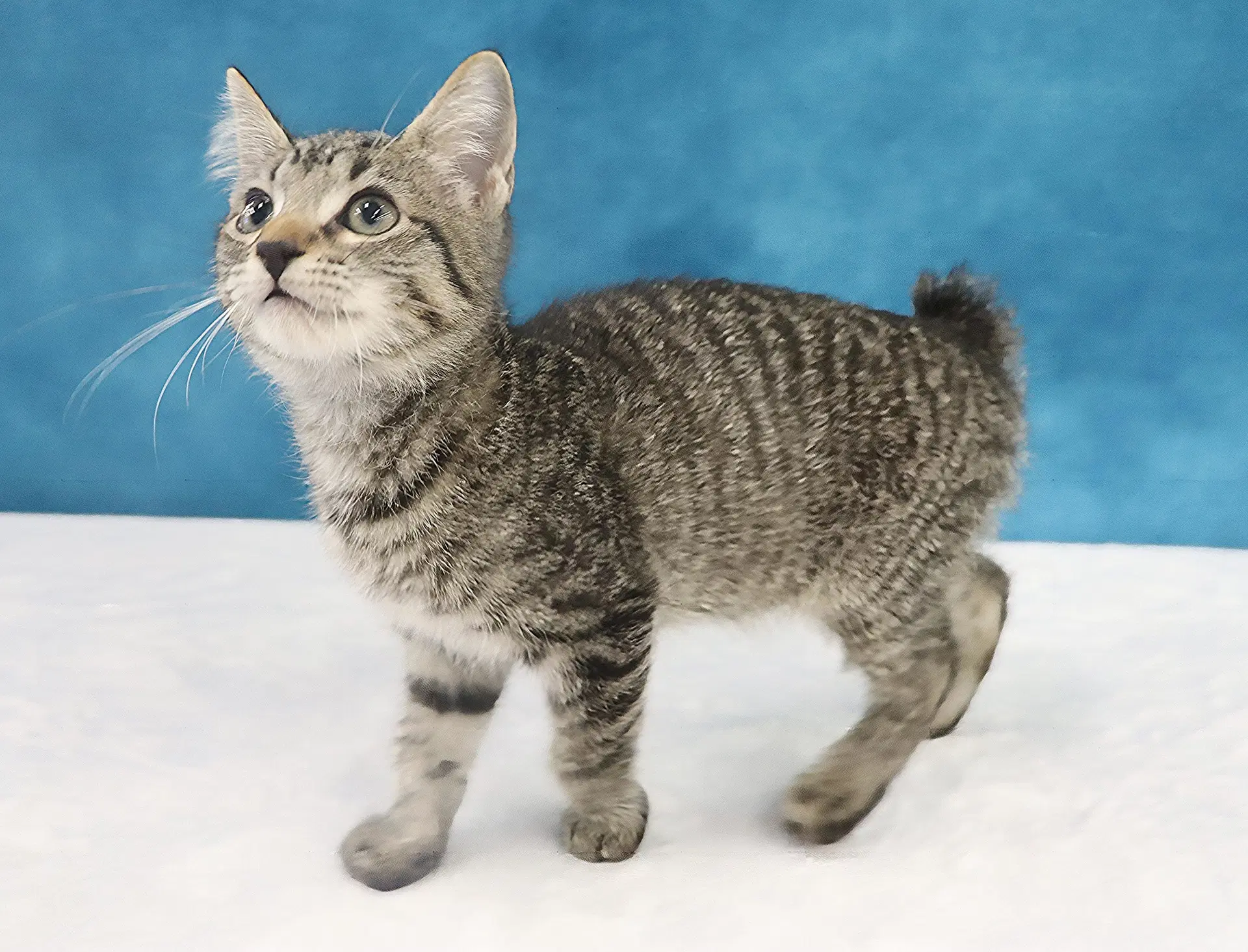 Casey - Manx