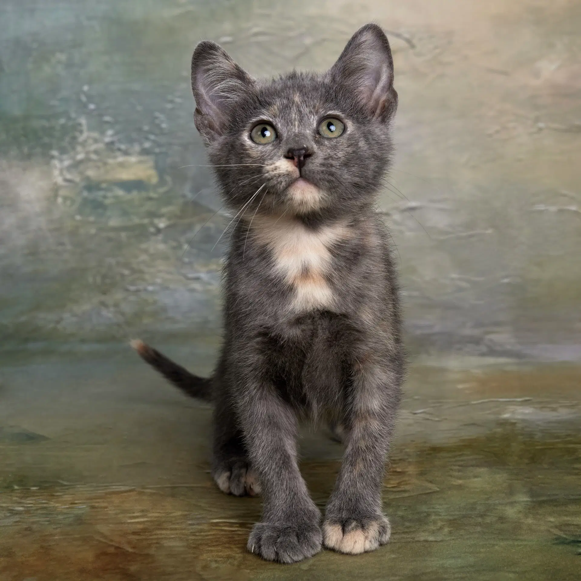 Kiwi - Domestic Medium Hair