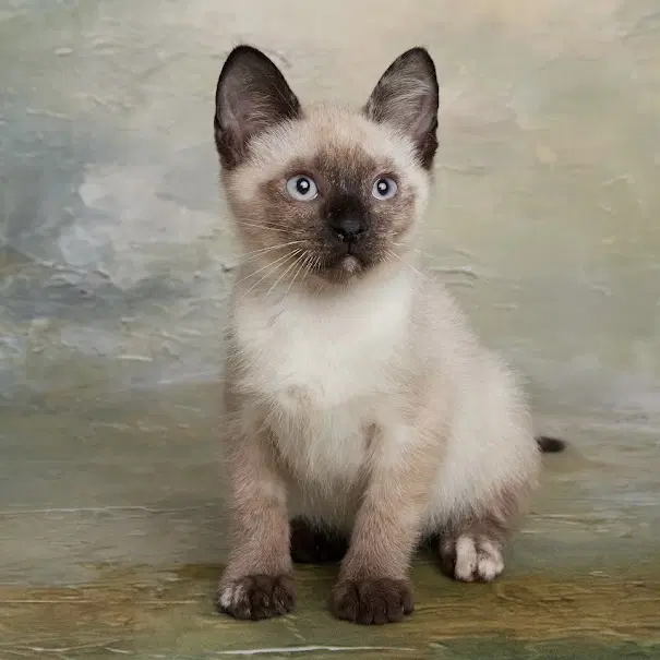Mango - Siamese