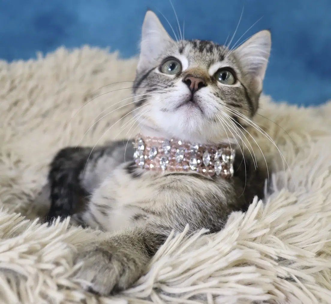 Nessie - Domestic Short Hair