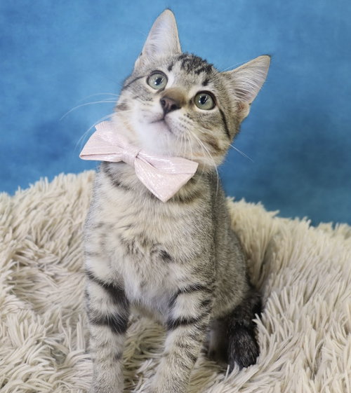 Bigfoot, a cat for adoption from Second Chance Pets