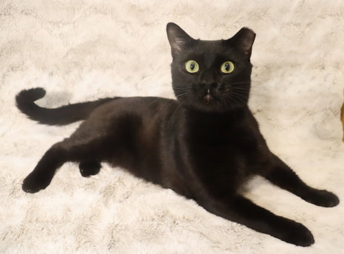 Floyd, a cat for adoption from Second Chance Pets