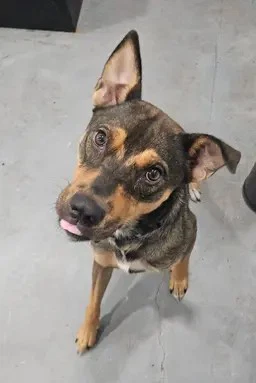 Scout