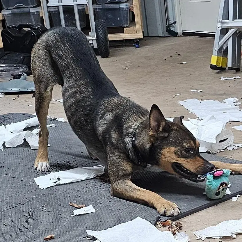 Scout image 3