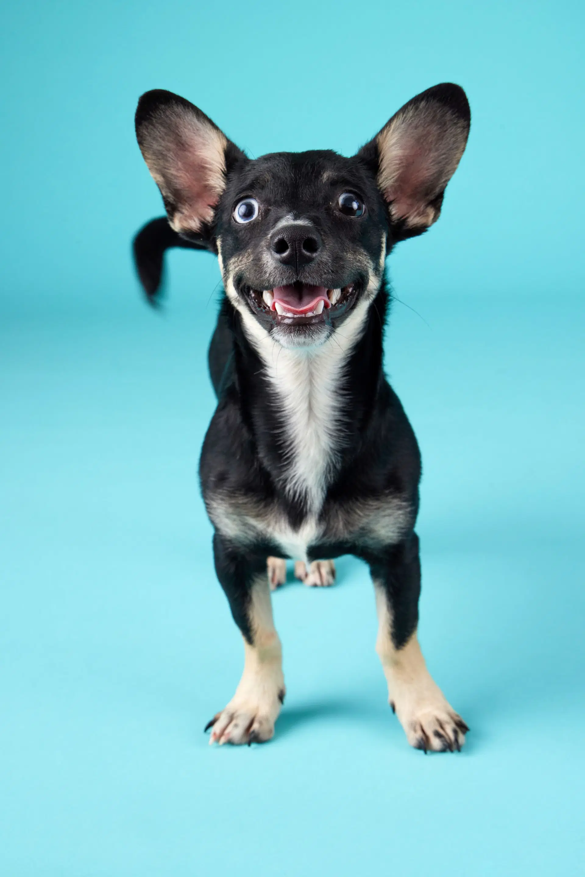 Matilda - Chihuahua