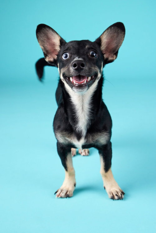 Matilda, a dog for adoption from Second Chance Pets