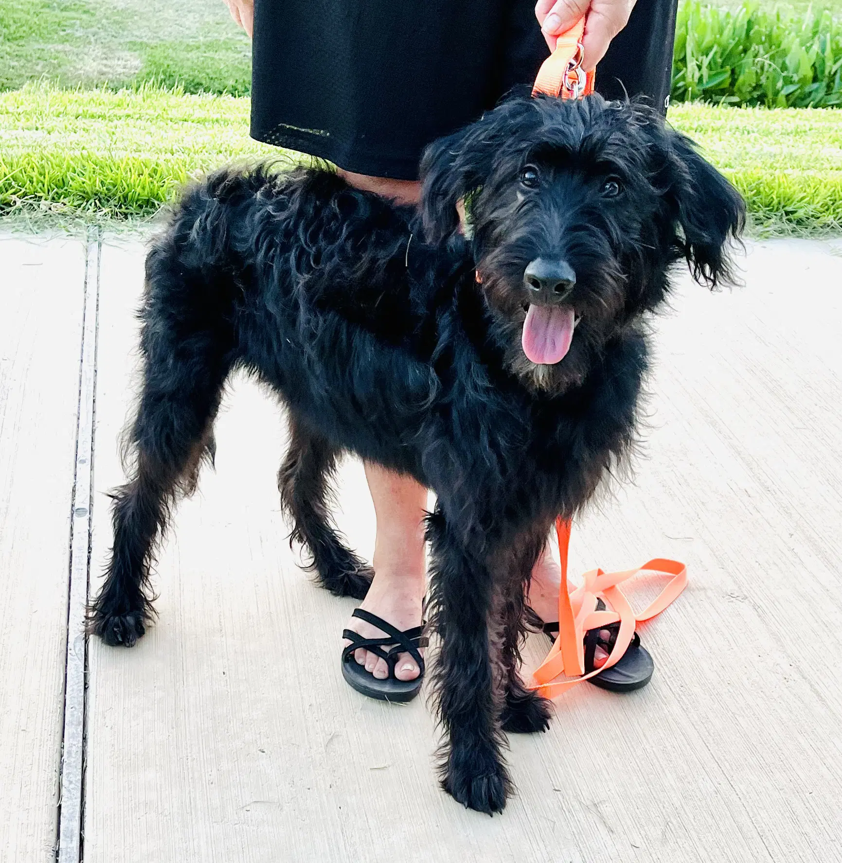 Baby Girl - Poodle (Standard)