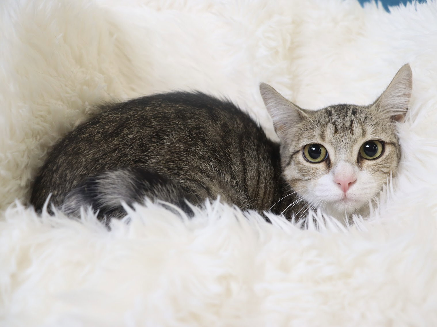 Pickles, Domestic Short Hair