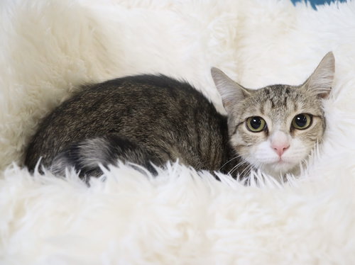 Pickles, a cat for adoption from Second Chance Pets