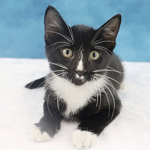 Greased Lightning, a cat for adoption from Second Chance Pets